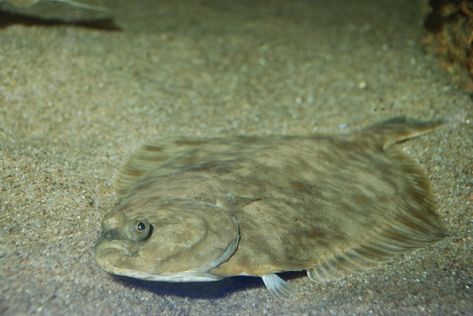 European Flounder Flat Painting, Flounder Fish, Flounder Fishing, Deep Sea Creatures, Drawing Prompts, Flat Paint, Drawing Prompt, Underwater Life, Sea Animals