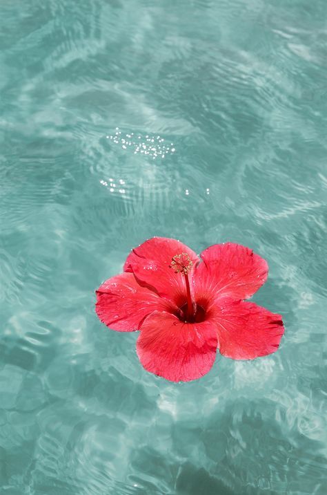 #summer #ocean #flower #water #summervibes Beach And Flowers, Coastal Flowers, Paradise Aesthetic, Summer Prints Wallpaper, Australian Nature, Australian Summer, Wallpaper High Quality, Phone Widgets, Spring Images