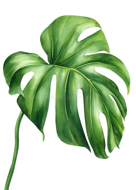 Tropical watercolor palm leaf. Monstera exotic green plant isolated on white background. Watercolor flora illustration stock photography Watercolor Tropical Leaves, Tropical Leaf Illustration, Tropical Leaf Drawing, Monstera Leaf Drawing, Monstera Watercolor, Tropical Leaf, Palm Leaf, Tropical Flowers Illustration, Pictures Of Leaves