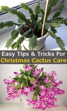 Christmas Cactus Planter Ideas, Holiday Cactus Plants, Xmas Cactus Care, Christmas Cactus Pot Ideas, How To Care For A Christmas Cactus, How To Care For Christmas Cactus, How To Take Care Of Christmas Cactus, Repotting Christmas Cactus, Rooting Christmas Cactus