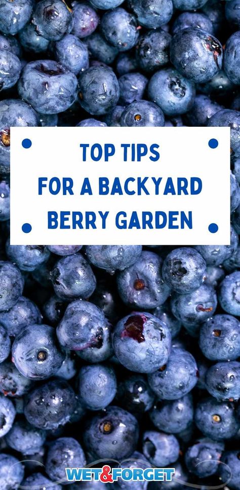 Berries Garden Layout, Backyard Berry Garden Design, Backyard Berry Patch, Berry Garden Layout Design, Berry Patch Layout, Berry Garden Layout, Berry Garden Design, Planting Berries, Garden Berries