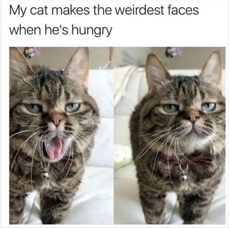 Funny Faces Dog Memes Hilarious, Cat And Dog Memes, Memes Hilarious, Funny Cats And Dogs, Cats Funny, Funny Cat Memes, Cat And Dog, Funny Cat Pictures, Funny Animal Memes