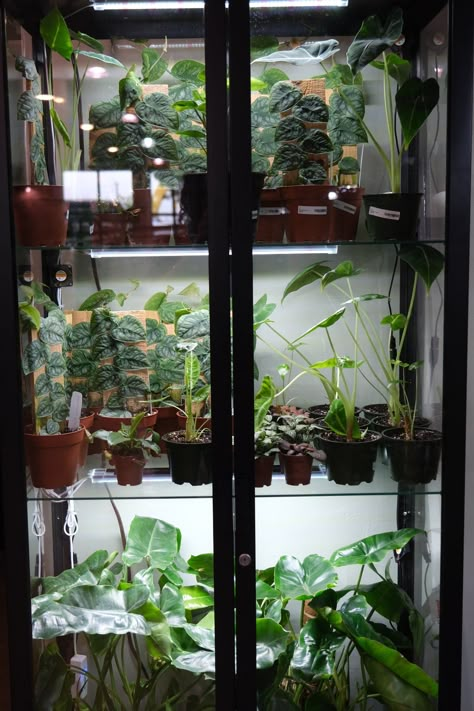 How to Build an Ikea Greenhouse Cabinet — Terrarium Ikea Plant Cabinet Greenhouse, Glass Cabinet Greenhouse Diy, Glass Cabinet Greenhouse, Glass Cabinet For Plants, Terrarium Shelves, Ikea Cabinet Plants, Ikea Glass Cabinet Greenhouse, Indoor Plant Greenhouse Cabinet, Ikea Terrarium Ideas