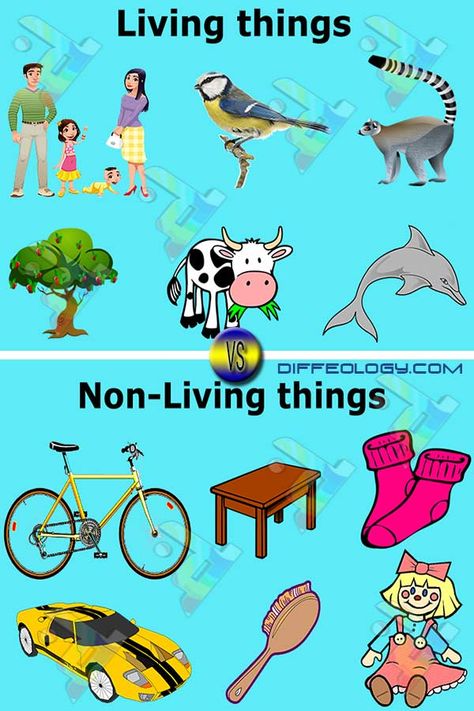 Difference Between Living and Non-Living Things Activity On Living And Non Living Things, Living And Non Living Things Activity, Living And Non Living Things Activities For Kids, Living Things For Kindergarten, Living And Non Living Things Activity For Kindergarten, Living Things Non Living Things Activity, Living Or Non Living Activities, Living And Non Living Things Activities For Preschool Worksheets, Non Living Things Images