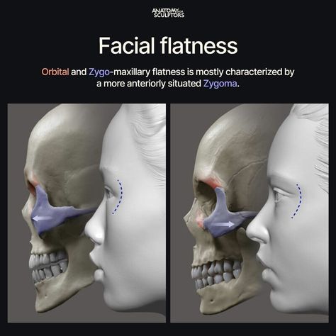 Anatomy For Sculptors, Anatomy Tips, Human Skeleton Anatomy, Human Anatomy Reference, Skull Anatomy, Head Anatomy, Skeleton Anatomy, Sculpting Tutorials, Facial Anatomy