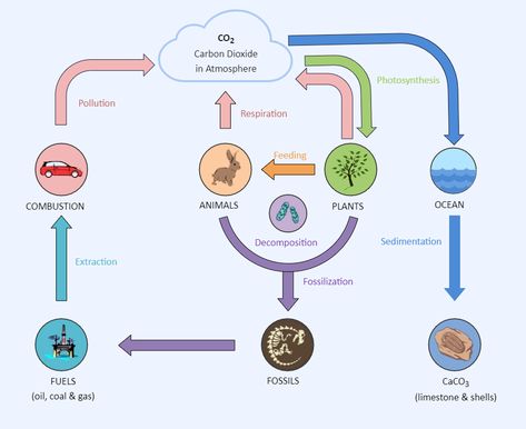 Photosynthesis Respiration Diagram Respiration Diagram, Carbon Cycle Diagram, Natural Resources Lesson, Ecological Pyramid, Green Roof Project, The Carbon Cycle, Science Diagram, Igcse Biology, Nutrient Cycle