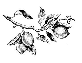 MICHAEL SCARAGLINO: lemon branch Lemon Branch Tattoo, Tree Tattoo Black, Tree Branch Tattoo, Lemon Branch, Branch Drawing, Fruit Tattoo, Birthday Tattoo, Branch Tattoo, Fruits Drawing