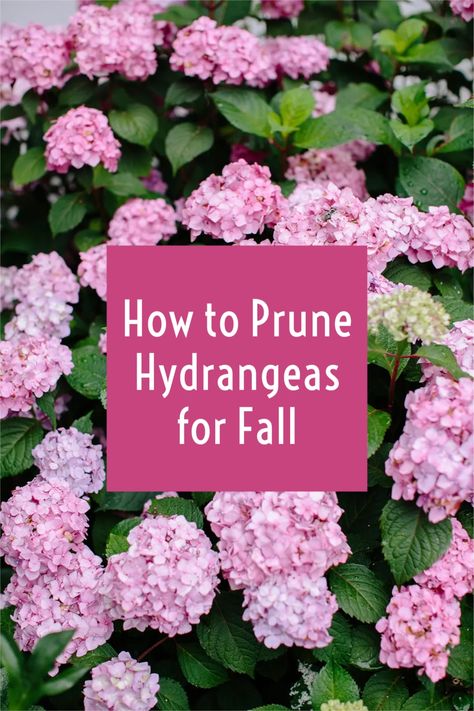 This guide to fall hydrangea care will give you the best tips on how to prune hydrangeas for long-term success during the fall! Hydrangea Fall Care, Prune Hydrangeas When To, How To Winterize Hydrangeas, How To Trim Hydrangea Bushes, Hydrangea Care In Fall, How To Preserve Hydrangea Blooms, Fall Pruning Guide, Pruning Hydrangeas When To, Trimming Hydrangeas In Fall