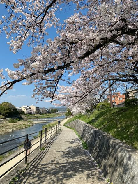 kyoto japan cherry blossoms Kyoto Japan Cherry Blossom, Blossoms Aesthetic, Japan Countryside, Summer In Japan, Tokyo Aesthetic, Japan Vibes, Japanese Countryside, Japan Lifestyle, Bahasa Jepun