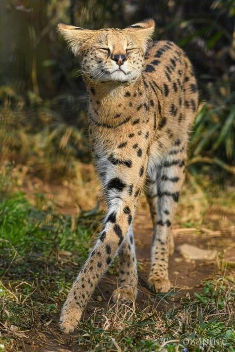 Curly Haired Cat Breed, Beautiful Rare Animals, Types Of Pretty Face Animals, Pretty Cats Unique, Serengeti Cat, Beautiful Wild Animals, African Serval Cat, Feline Beauty, Cool Animals