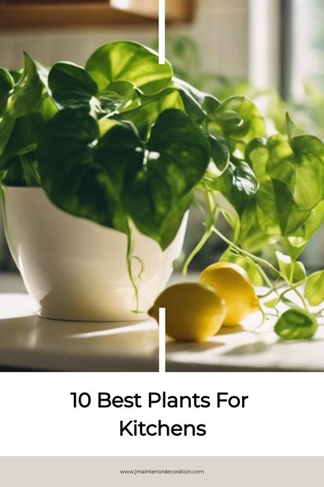 Optimize your kitchen's ambiance and air quality with these 10 low-maintenance plants, but which one will perfectly fit your unique space? The post 10 Best Plants For Kitchens appeared first on JMA Interior Decoration. Hanging Plant Over Kitchen Sink, House Plants In Kitchen, Best Kitchen Plants, Plants On Kitchen Island, Plants Above Kitchen Sink, Kitchen Sink Plants, Plants For Kitchen Counter, Plants In Kitchen Ideas, Plant For Kitchen