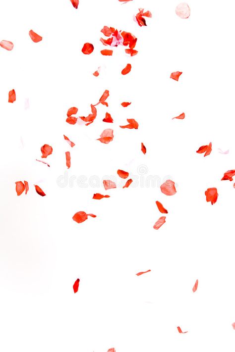 Petals. Falling rose petals on white background , #Aff, #rose, #Falling, #Petals, #background, #white #ad Rose Falling, Rose Tattoo With Petals Falling Off, Rose Petal Tattoo Falling, Falling Petals, Petals Falling, Falling Rose Petals Tattoo, Rose Petals Falling, Picsart Background, Fall Background