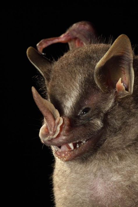 This American leaf-nosed bat, which was found at La Selva Biological Station in Costa Rica, shows off the folded, spearhead muzzle for which it is named. Bizarre Animals, Strange Animals, Cool Animals, Animal Reference, Unusual Animals, Rare Animals, Photography 101, Weird Animals, Animals Of The World