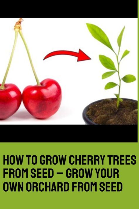 How To Grow Cherry Trees From Seed – Grow Your Own Orchard From Seed Cherry Tree From Seed, Sour Cherry Tree, Growing Cherry Trees, How To Grow Cherries, Cherry Plant, Plum Seed, Peppermint Plants, Growing Fruit Trees, Cherry Trees