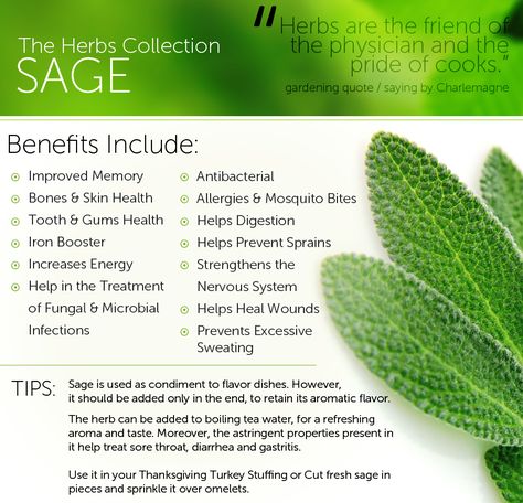 Do you know that sage tea soothes indigestion? #sage #sagetea #tea #healthy #health #benefits Sage Health Benefits, Herbs Benefits, Sage Benefits, Sage Tea, Health Herbs, Food Benefits, Medical Herbs, Medicinal Garden, Tea Health Benefits