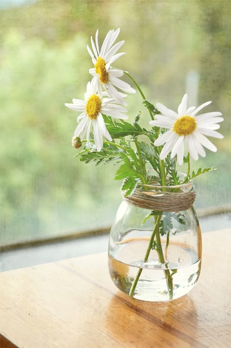 113#366 | Flickr - Photo Sharing! Daisy Cottage, Daisy Love, White Daisies, Deco Floral, Ikebana, Love Flowers, Cut Flowers, Window Sill, My Flower