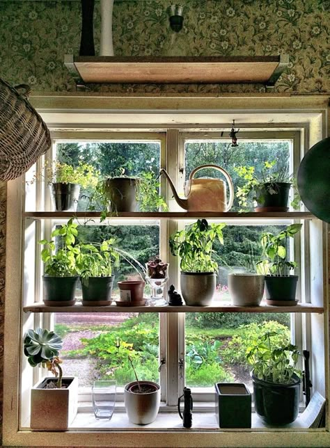 If You’ve Been Looking for a Sign to Start a Kitchen Window Herb Garden, This Viral TikTok Is It Kitchen Herb Window, Garden Window Ideas, Kitchen Window Herb Garden, Herb Garden Window, Kitchen Window Garden, Herb Window, Kitchen Garden Window, Herb Kitchen, Window Herb Garden