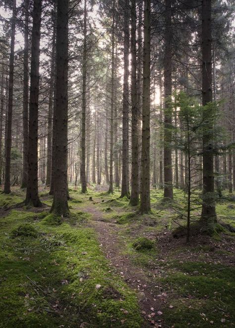 A peaceful scene from the Forest of Dean. Nature and forest photography by Courtney Victoria Photography. #forestphotography #forestaesthetic #forestofdean Dean Aesthetic, Morning Winter, Uk Landscapes, Forest Of Dean, Forest Photography, Walk In The Woods, Winter Forest, Winter Photography, Fine Art Gallery