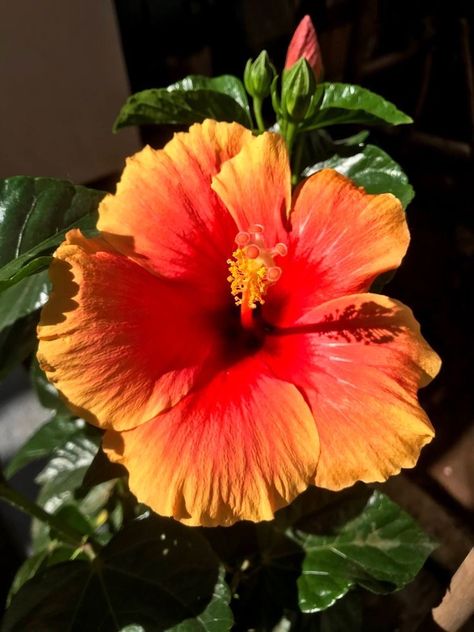 Grow Gorgeous, Gardening Inspiration, Hibiscus Plant, Nothing But Flowers, Flower Therapy, Garden Oasis, Beautiful Flowers Pictures, In Full Bloom, Colorful Garden