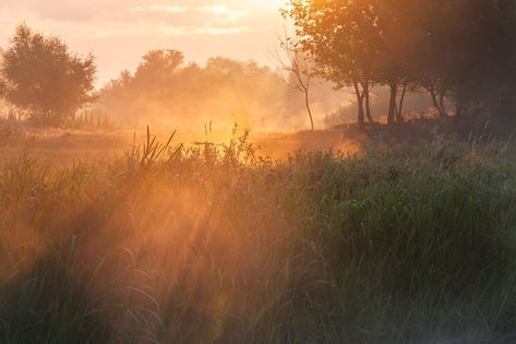 Summer landscape with misty morning, sunrise and fog on meadow Misty Morning Photography, Atmospheric Landscape Photography, Summer Landscape Aesthetic, Misty Morning Aesthetic, Morning Fog Aesthetic, Meadow Background, Misty Meadow, Meadow Photography, Misty Sunrise