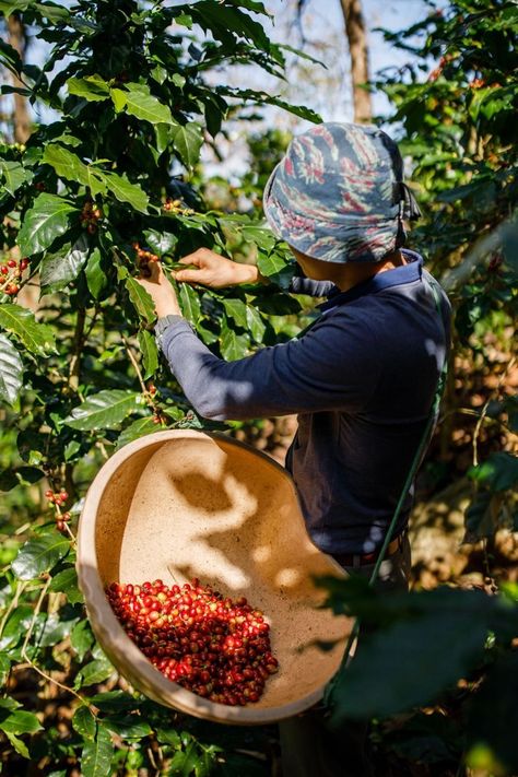 All of the coffee lovers know that a trip to Da Lat is a must when you're in Vietnam. Just book yourself a tour to a specialty coffee farm and after a taste, we can't guarantee that you will feel the same about the coffee at home. *reposted post, credit goes to the rightful owner* El Salvador Coffee, Coffee Farm Photography, Coffee Processing, Coffee Farming, Thai Coffee, Costa Rican Coffee, Coffee Process, Mural Cafe, Coffee Plants