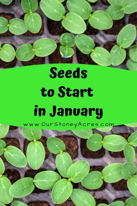 Seeds To Start In January, January Gardening, January Garden, Plantarea Legumelor, Gemüseanbau In Kübeln, Funny Vine, Garden Veggies, Veg Garden, Gardening Hacks