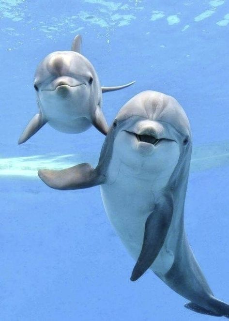 Dolphin Photos, Animals Tattoo, Underwater Animals, Beautiful Sea Creatures, Water Animals, Animal Facts, Cute Animal Photos, Marine Animals, Ocean Creatures