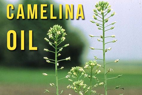 #iwfs blog: Have you tried Camelina oil? Camelina Oil Benefits, Camelina Oil, Oil Benefits, Have You Tried, Blog Entry, You Tried, Wine Recipes, Benefits, Herbs