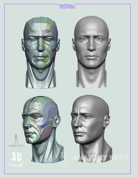 Head & Neck Anatomy book sample page Anatomy Learning, Neck Anatomy, 3d Anatomy, Head Anatomy, Facial Anatomy, Face Anatomy, Anatomy Sculpture, Anatomy Models, Face Study