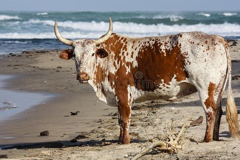 Nguni Bull. On the beach in Transkei - Wild Coast South Africa #Sponsored , #SPONSORED, #PAID, #Bull, #Transkei, #South, #beach Nguni Cows, Nguni Cattle, Bull Images, Animals In Love, Farm Animal Painting, Cows Mooing, Cow Photography, Homestead Animals, Island Culture