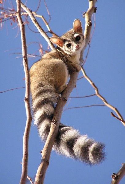 Catamundi Ringtail Cat, Regnul Animal, Unusual Animals, Rare Animals, Pretty Animals, Alam Yang Indah, Sphynx, Wild Life, Animal Planet