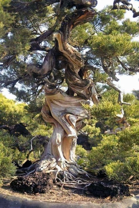 "The twisted tree lives its life, while the right tree ends up in planks." - Chinese proverb Weird Trees, Crooked Tree, Juniper Tree, Twisted Tree, Image Nature, Old Tree, Old Trees, Unique Trees, Tree Hugger