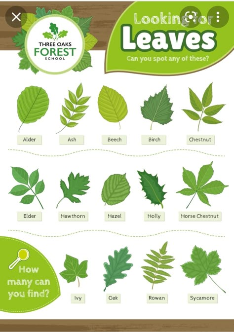 Leaf Identification For Kids, Types Of Plants For Kids, Tree Leaf Identification, Identifying Trees, Leaf Identification, Homeschool Nature Study, Forest School Activities, Tree Identification, Nature Education