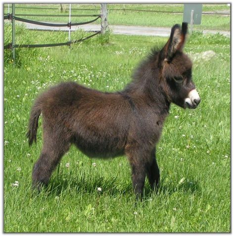 Mini Donkeys, Baby Donkey, Mini Donkey, Miniature Donkey, Pygmy Goat, Cute Donkey, Mini Farm, Animals Funny, Cute Critters