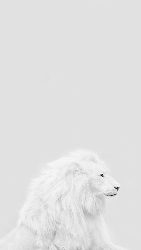 White Lion Wallpaper, Lion With Wings, Lion Background, Lion Wallpaper Iphone, Lion Hd Wallpaper, Kimba The White Lion, Lion Couple, Tattoo Lion, Black And White Lion