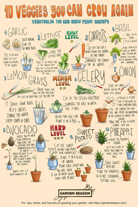 Check out more gardening tips on our website, homesteading.com!   (infographic by Garden Season)  #Homesteading #Gardening #Homesteader #Gardener #Homestead Starter Garden, Indoor Vegetables, Plant Journal, When To Plant, Vegetable Garden Diy, Indoor Vegetable Gardening, Growing Veggies, Garden Inspo, Veg Garden