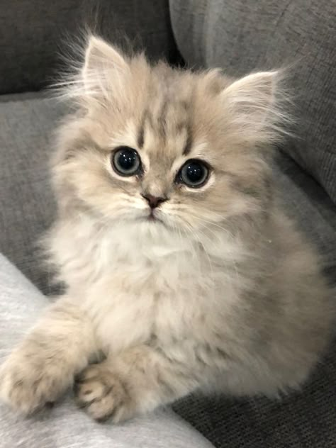 Kittens White, Cat Persian, Cutest Cats Ever, Golden Cat, Persian Kitten, Persian Cats, Persian Kittens, Kittens For Sale, Cat Pfp