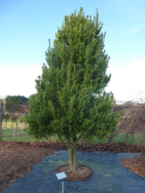 This is the type of tree that Daphne turned into. The scientific name is Laurus nobilis but commonly known as bay laurel. The one in the picture is actually a narrow leafed bay. Screening Trees, Bay Laurel Tree, Green Traffic Light, Leaves Meaning, Ovid Metamorphoses, Coastal Plants, Garden Mood Board, Plant Reference, Weeping Trees