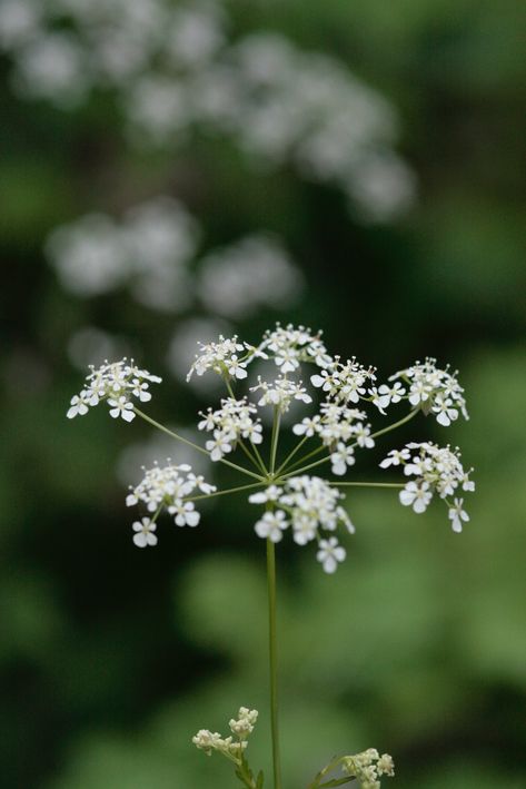 Lovely cow parsley - a gorgeous, delicate plant in all its phases. Cow Parsley Illustration, Cow Parsley Tattoo, Cows Parsley, Woodland Tattoo, Birds Nests, Higher Art, Cow Parsley, Seed Heads, Wild Garden