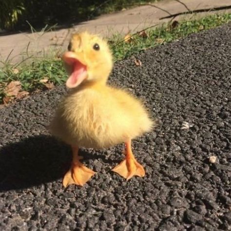 DUCKS OF THE WEB 🦆 on Instagram: “Me when i see food... tag a duck lover 🦆 - ( Credits to owner , message if you know) - - #duck #ducks #petduck #petducks #ducksofinstagram…” Yellow