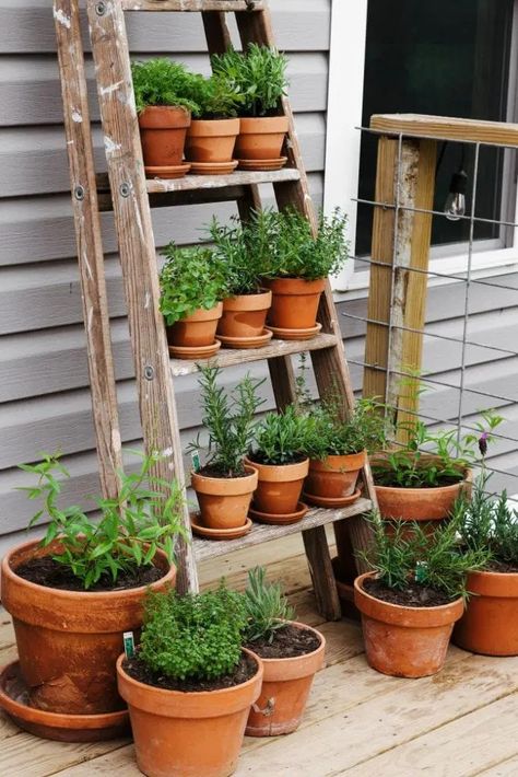 Terracotta Pot Herb Garden, Herbs Grown Indoors, Small Garden Diy Ideas, Ladder Herb Garden, Small Outdoor Garden Ideas, Small Porch Garden, Outdoor Herb Garden Ideas, Small Garden Diy, Herb Ladder