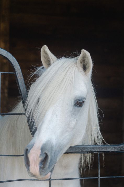 White Pony White Pony Aesthetic, Highland Pony, Connemara Pony, Welsh Pony, Cute Ponies, Horse Pattern, New Forest, Horse Photography, White Aesthetic