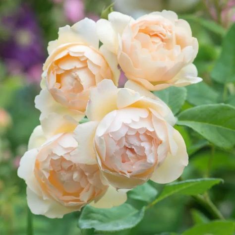 Wollerton Old Hall, Deadheading Roses, David Austin Rose, Rose Belle, Austin Rose, Rose Care, Heirloom Roses, British Garden, Types Of Roses