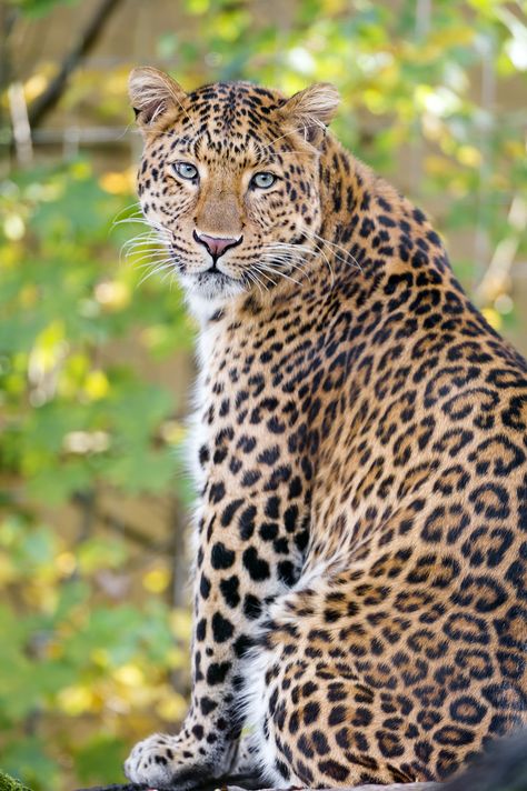 Jungle Pictures, Leopard Pictures, Jaguar Animal, Amur Leopard, Exotic Cats, Big Animals, Majestic Animals, The Leopard, Cute Wild Animals