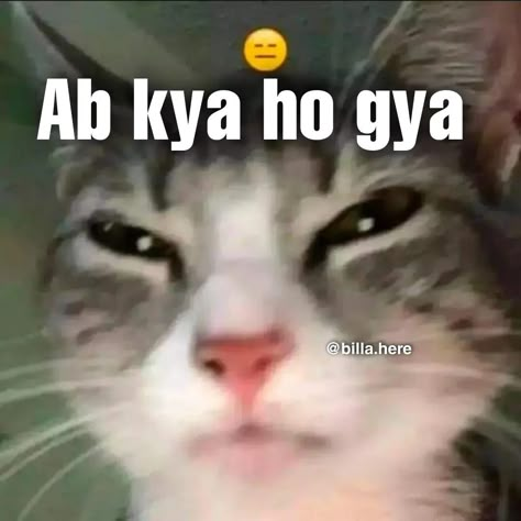 Savage Cat, Funny Compliments, Lame Jokes, Funny Dialogues, Funny Words To Say, Funny Girly Quote, Weird Quotes Funny, Funny Blogs, Latest Funny Jokes