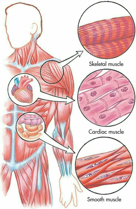 Muscles Of Body Anatomy, Human Body Anatomy Muscles, Tissue Diagram, Muscle Types, Muscle Diagram, Types Of Muscles, Medical School Life, Basic Anatomy And Physiology, Nurse Study Notes