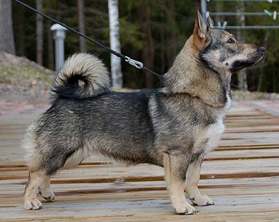 Swedish Vallhund Character Information, Swedish Vallhund, Akc Breeds, Akita Inu, Herding Dogs, Dog Lady, Purebred Dogs, Breed Dogs, Mixed Breed Dogs