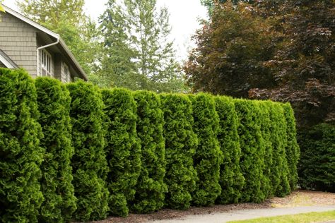 Top 10 Beautiful Plants You Can Grow Instead Of A Fence - Page 2 of 3 - Top Inspired Backyard Privacy Trees, Trellis Backyard, Cedar Hedge, Laurel Plant, Eastern White Cedar, Holly Plant, Shrubs For Privacy, Leyland Cypress, Arborvitae Tree