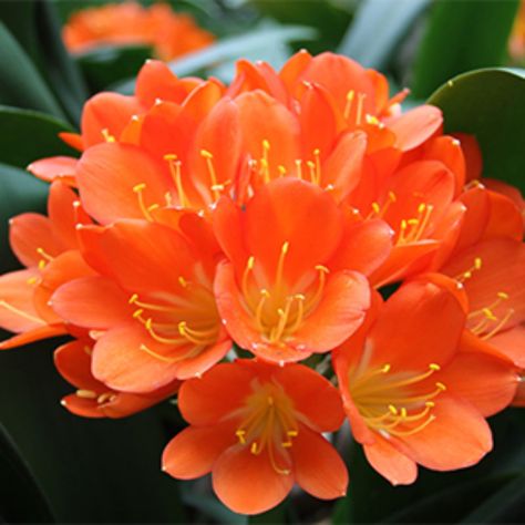 5 Perfect Plants for Full Shade Color for Zones 8-11 | Grow Beautifully Bush Lily, Clivia Miniata, Plant Palette, Shade Landscaping, Monrovia Plants, Windowsill Garden, Orange Plant, Plant Zones, Zone 9