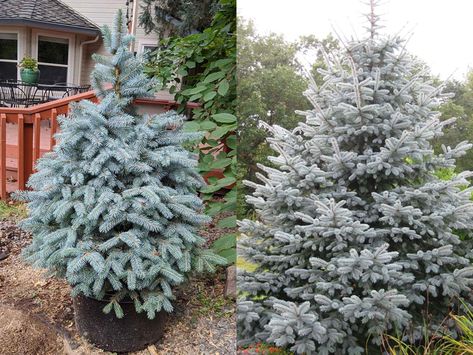 Baby Blue Spruce vs Fat Albert: Pros And Cons – World of Garden Plants Blue Evergreen Shrubs, Blue Spruce Tree, Colorado Spruce, Pruning Plants, Evergreen Landscape, Colorado Blue Spruce, Hydrangea Landscaping, Trees For Front Yard, Picea Pungens